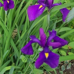 Japanese Iris “Ensata”